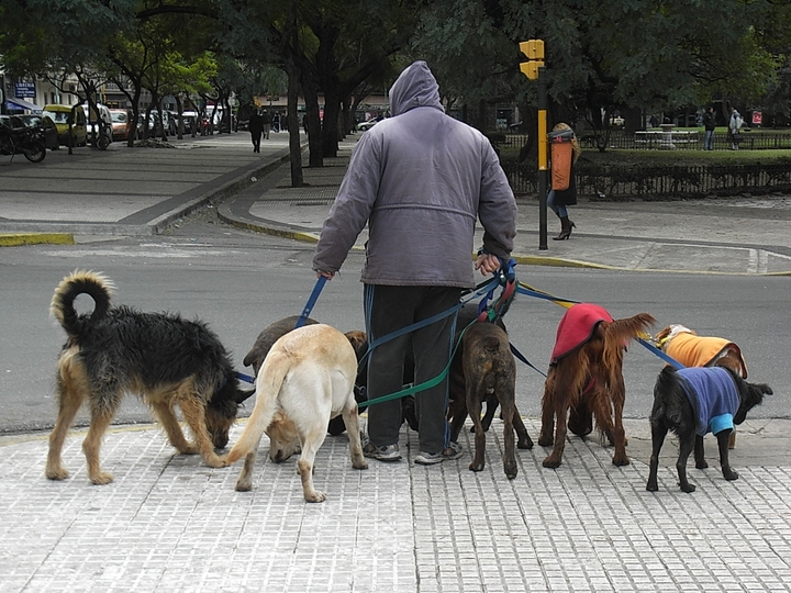 Hunde ausfuehren in Buenos Aires - Argentinien